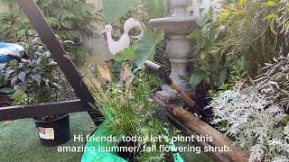 Planting turtlehead hot lips lemon squeeze pennisetum and a moving a few more plants gardening [upl. by Loos]