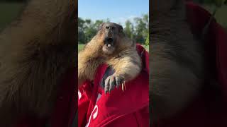 Funny and cute marmot animal viral funnyvideo [upl. by Amhser909]