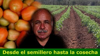 Como sembrar un cultivo de tomate [upl. by Yllen]