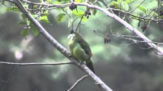 Birds of Peru Bluebanded toucanet Aulacorhynchus coeruleicinctis [upl. by Halbeib877]