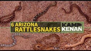 6 Venomous Rattlesnakes of Arizona [upl. by Brandenburg899]