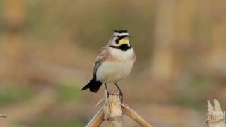 Horned Lark Video Portrait [upl. by Alida343]