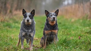 Australian Cattle Dogs Amazing Athletes  Celebrate their Skills [upl. by Oelgnaed528]