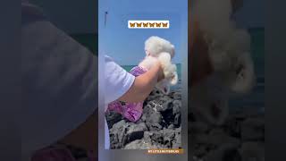 CUTE DOG amp CAT IN MERMAID amp UNICORN COSTUME ❤️ 🦄🧜 world subscribers doglover catlover shorts [upl. by Saoj]