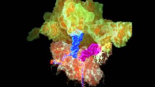 The Ribosome in Protein Synthesis initiation and elongation [upl. by Millman]