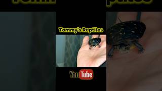 Spotted Turtle Paludarium🐢spottedturtle turtle turtles reptiles paludarium unboxing diy fyp [upl. by Jurgen485]