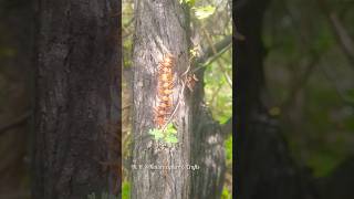 செய்யான் பூரான் பார்த்திருக்கீங்களா  Centipede  Scolopendra hardwickei  Chilopoda [upl. by Isidora]