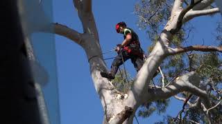 Tree removal in Rozelle Sydney NSW Australia [upl. by Malet]