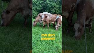 Hillbilly Lawnmower farming familyfarm shorthorn cows redneck hillbilly satisfying solution [upl. by Araet]