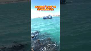 lamberts bay in south africacape townplaces to visit in south africatrendingviralshorts [upl. by Nyltyak]