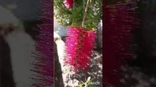 Bellos Estambres CALLISTEMON✨9s✨nature Flowers [upl. by Chien198]