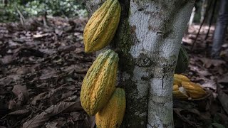 Côte dIvoire  la hausse du prix du cacao quotne reflète pas la réalitéquot selon les producteurs [upl. by Isadora135]