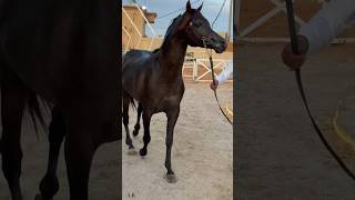 Arabian horse video beautifull horse horselover shortvideo [upl. by Yduj]