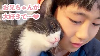 ベタ慣れな保護子猫がやってきた！お兄ちゃんが好きすぎる子猫さんの日々♡ [upl. by Enilrac422]