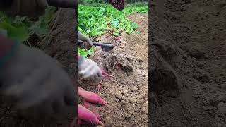 Farmers harvest sweet potatoes in autumn a type of sweet potato with red skin and sweet taste [upl. by Selhorst]