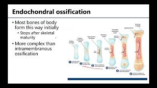 MSK1 Bone Formation Growth amp Remodeling [upl. by Sitnerp]