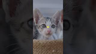 Adorable kittens saying quotMeow Meowquotcat viral viralvideo [upl. by Icaj]