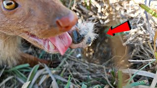 Babies of the skylarks bird have been attacked birdswithme107 [upl. by Mcnamara]