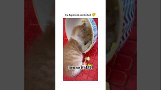 Quem aguenta isso 😂 animal br brasil shortsvideo cachorro gato humorbrasil animalshorts [upl. by Richella286]