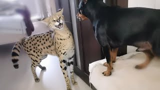 Serval and pincher sort things outServal meows [upl. by Amathiste]