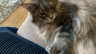 HUGE Maine Coon Cat Talks To Owner talkingcat [upl. by Ahsein]