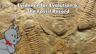 Fossil Record Mystery  National Geographic [upl. by Erwin181]