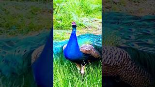 Peacock sound peacock dance birds trending apt lyrics [upl. by Desimone]