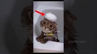 Funny Cat Likes Bath 🧼😸 funnycats cat [upl. by Adabel]