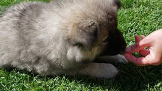 Eurasier puppies 6 weeks resource guarding exercise [upl. by Nehr]