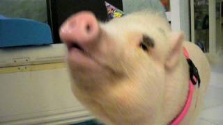 Lola the Pig Plays Piano [upl. by Rocker]