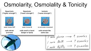 Chemistry Basics Osmolarity Osmolality and Tonicity [upl. by Ennire]