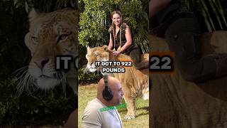 The Liger Worlds Biggest Hybrid TigerLion and Its Incredible Size  Joe Rogan amp Paul Rosolie [upl. by Lilybelle]