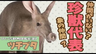 VOICEROID解説ひとくち動物図鑑38 ツチブタ [upl. by Atinehc]