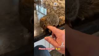 Heart warming rescue of squirrel squirrel hearttouching heartwarming rescue credit wildlove25 [upl. by Granthem936]