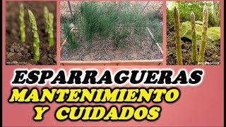 Cultivo del Espárrago  Labores de Invierno y Mantenimiento  Todo Huerta y Jardín [upl. by Dare]