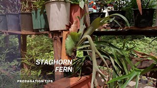 Staghorn fern  Platycerium spp Tips on propagation through Pups and spores and plant care [upl. by Hagan510]