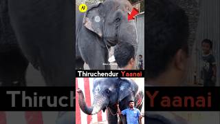 thiruchendur kovilil nadantha Sambavam 😨 Thiruchedur Elephant news in Tamil ytshorts trending [upl. by Aihseken]