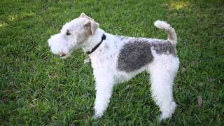 Basil the Wire Fox Terrier and some of his friends [upl. by Scales637]