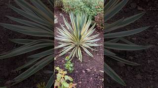 Have three variegated Yuccas in the garden Lovely evergreen structural plants they are [upl. by Leff]