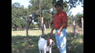 Showmanship Tips for Boer Show Goats [upl. by Yanrahs]