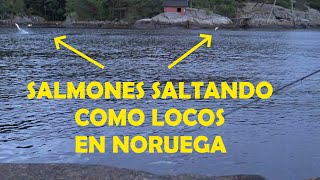 🎣 pesca salmon norway espectacular Salmones saltando en el Mandalselva Noruega 🐟 [upl. by Thorman408]