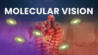 Where the Light Touches Your Eyes｜Phototransduction and Rhodopsin [upl. by Akerahs]