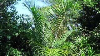 Ravenea glauca Palm [upl. by Dasya456]