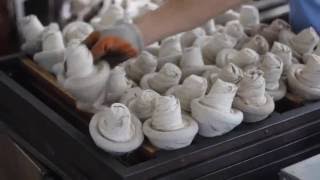 Pu erh Tea Documentary Tibetan Mushroom Jin Cha Pu Erh Tea Processing [upl. by Roderica134]