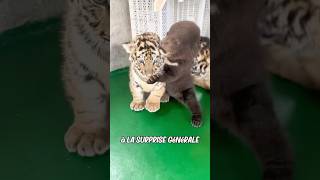 Lamitié pure entre un bébé ours et un tigre [upl. by Skillern]