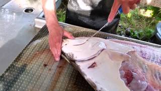 How to Fillet Halibut  Wildrose Charters Alaska [upl. by Straus]