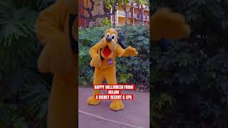 PLUTO’S HAWAII HALLOWEEN COSTUME at Aulani a Disney Resort amp Spa [upl. by Newberry]