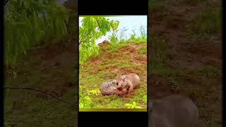 The warthog stronger than the leopard 😂 😂 warthog leopard shorttrending [upl. by Acinod]