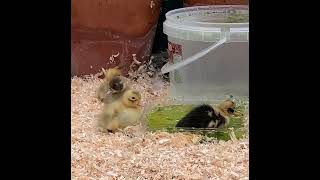 Ancona ducklings in the water dish for today [upl. by Marelya508]