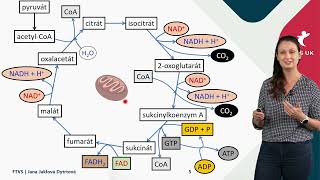 Krebsův cyklus a dýchací řetězec krátké video [upl. by Salomone]